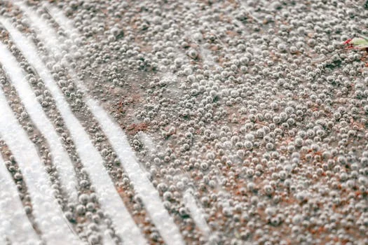 activated sludge vs biofilm comparison - Footprint, Sludge Production, and Operational Demands