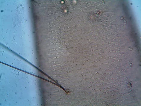 activated sludge vs biofilm comparison - Frequently Asked Questions