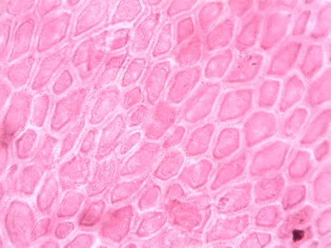 difference between activated sludge vs biofilm - EPS Composition and Microbial Community Differences