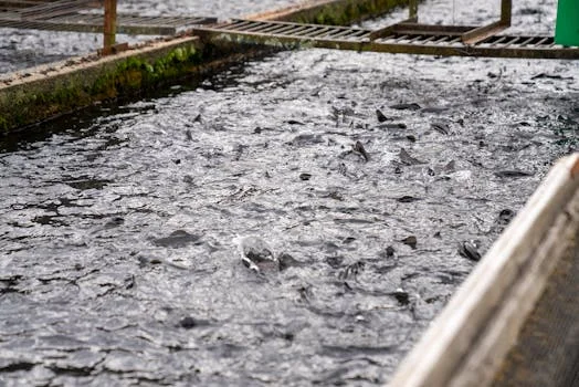municipal sewage treatment plant in new south wales australia - Treatment Technology Comparison: MBR vs. Conventional Activated Sludge vs. DAF for NSW Municipal Plants
