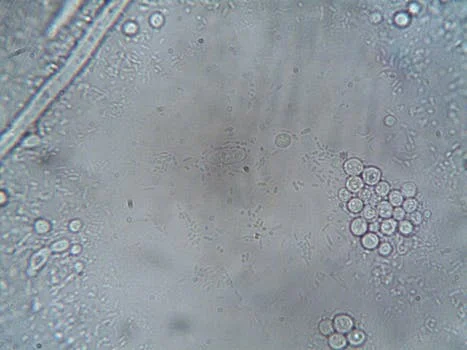 how does drinking water treatment plant work - Step 5: Filtration – Removing Microscopic Contaminants