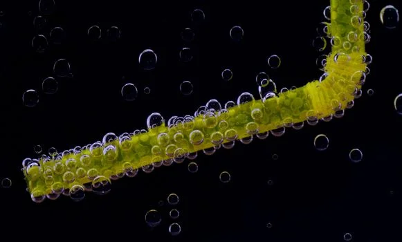 circular water economy 2026 outlook - The Circular Water Treatment Train: DAF → MBR → RO