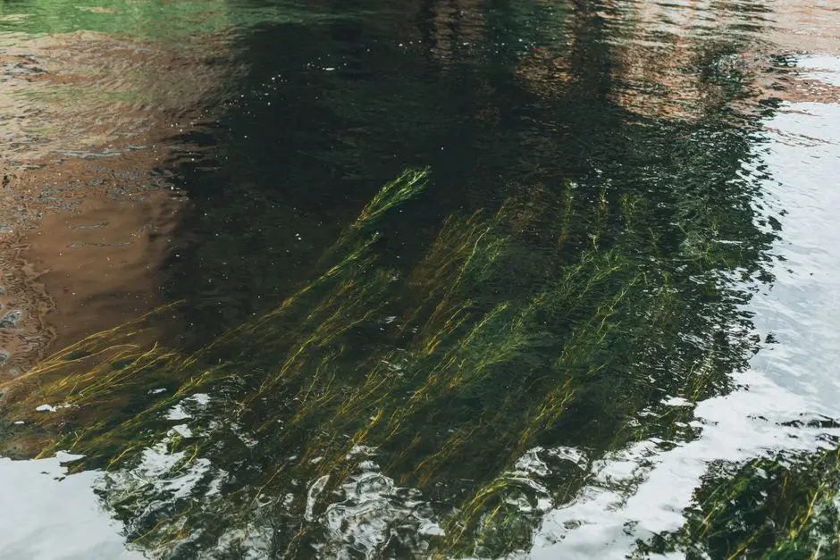Constructed Wetlands and Nature-Based Alternatives