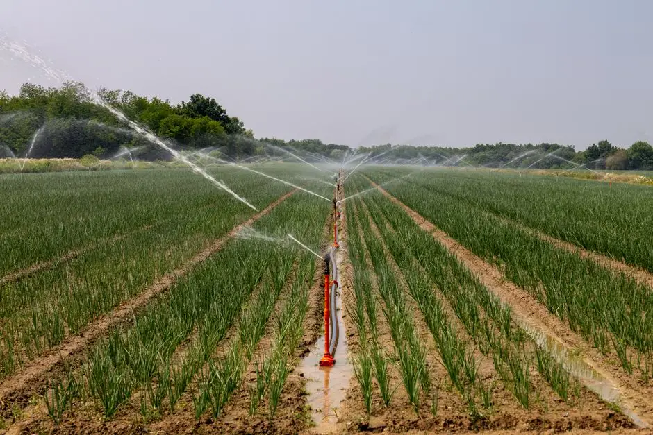 Disinfection, Sludge Handling, and Effluent Reuse Pathways