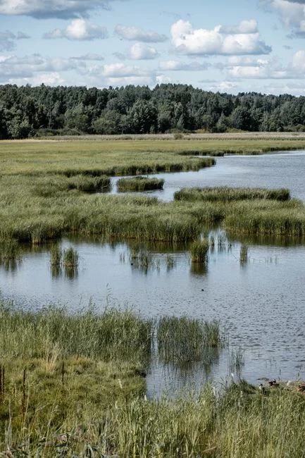 The Land Footprint Constraint: How Much Area NbS Actually Requires