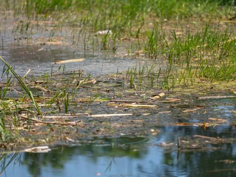 nature based water solutions forecast to 2030 - NBS vs Engineered Treatment: 2026 Performance and Cost Comparison