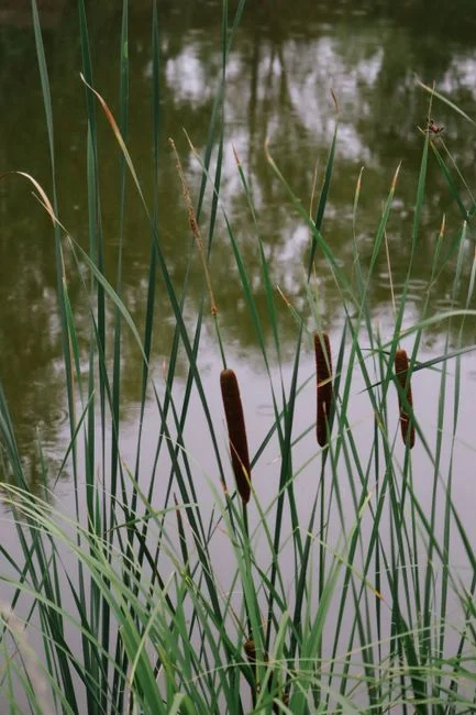 Where a Constructed Wetland Fits in a 2026 Industrial Treatment Train
