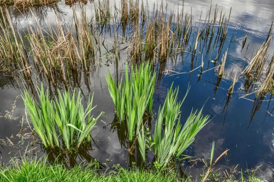 Phase 4 — Planting and the 4–12 Week Plant Establishment Period