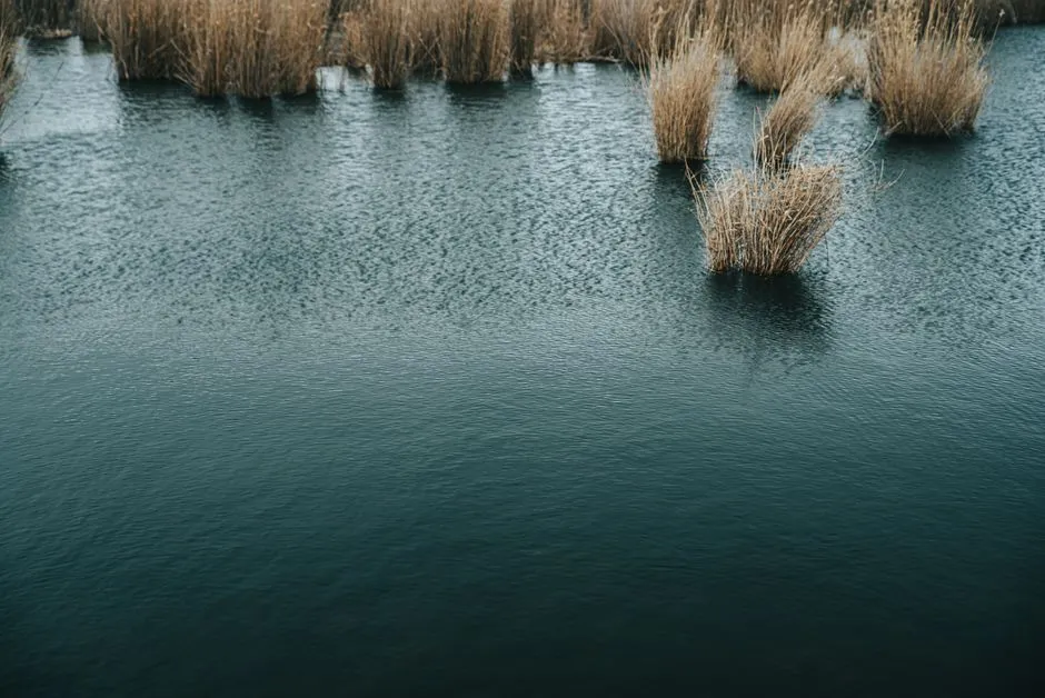 Where Constructed Wetlands Fit in a 2026 Industrial Treatment Train