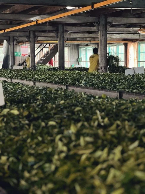 Sizing and Selection Framework for Tea Plants