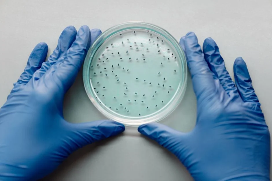 The Microbiology in 60 Seconds: How Granules Make Biogas