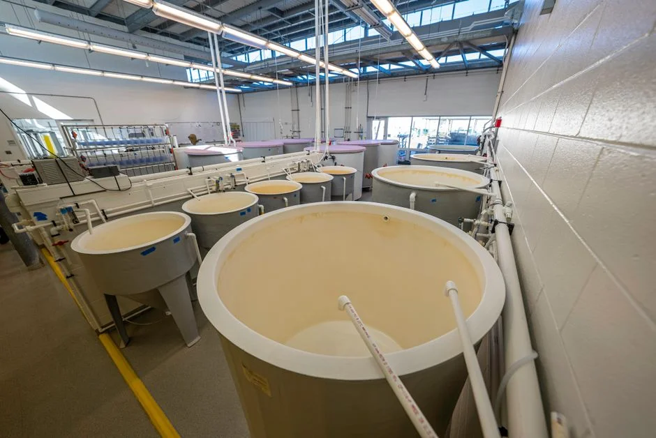 Step 2 — Dissolved Air Flotation for Oil, Grease and TSS Removal