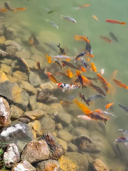 Carrier Selection and Aeration for Aquaculture IFAS