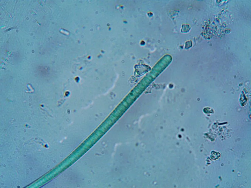 Fault #3: Nitrification Failure — When NH3-N Spikes Above Permit