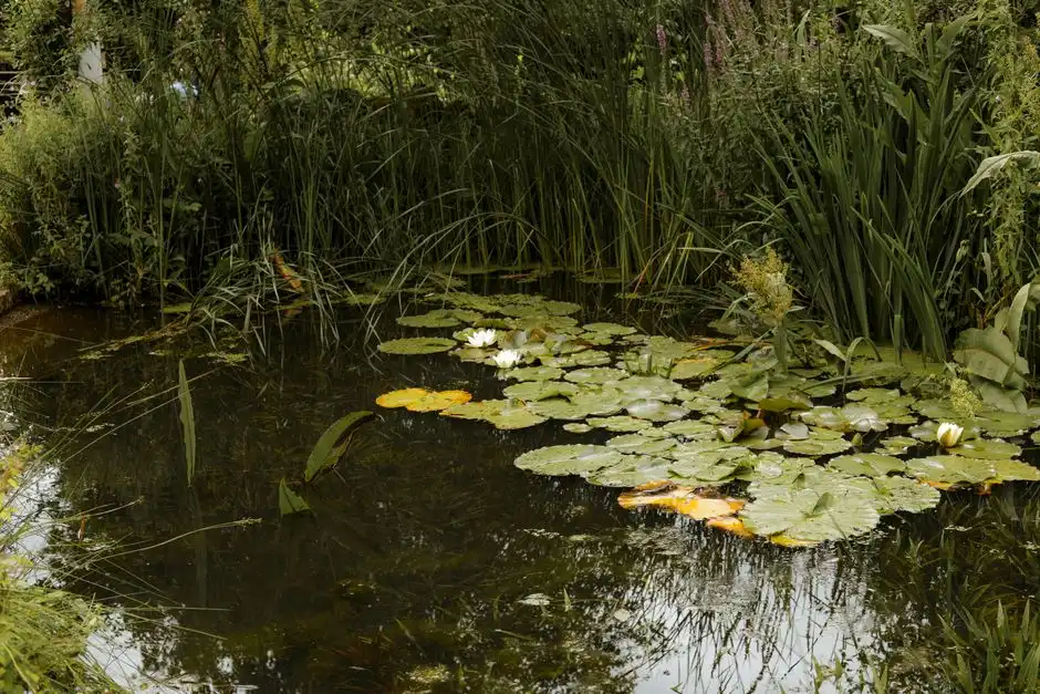 Technology options compared: MBR, SBR, WSZ package and constructed wetland