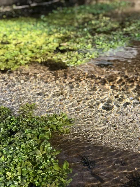 Design Parameters and Sizing a Constructed Wetland