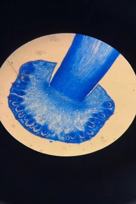 How MBR and CAS Differ Mechanically: MLSS, SRT, and the Biosorption Step
