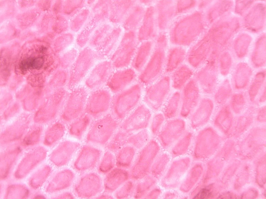Fouling Control in Pharmaceutical MBR: Why Antibiotics Make It Worse
