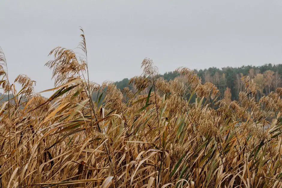 Septic tank, package plant or reed bed: which system fits your site?