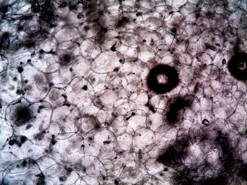 Foam Type 2: Nocardia and Microthrix Brown Foam (Old Sludge, High MCRT)
