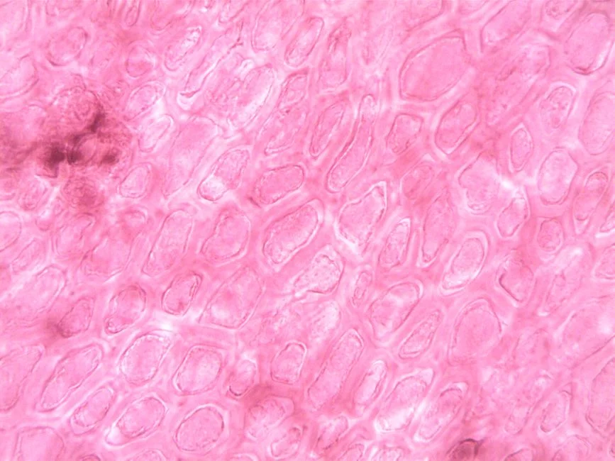 Membrane Selection: MWCO, Material and Format for Rubber Duty