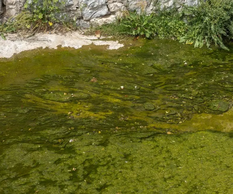 Tertiary Polishing: Disinfection, Nanofiltration and Constructed Wetlands