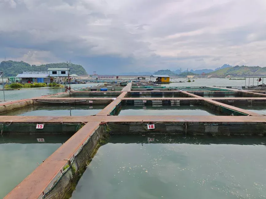 Measured Performance in Aquaculture and Medicated-Bath Applications
