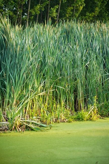 Electrocoagulation, Photocatalysis and Constructed Wetlands