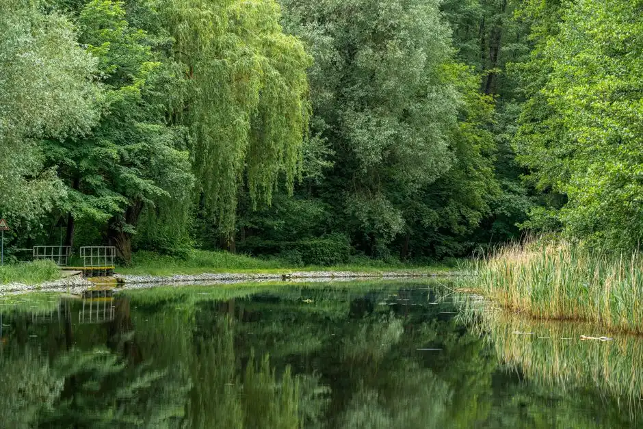 Process Options for Rural Sites: Package A/O, MBR, Reed Bed, Septic+Polishing