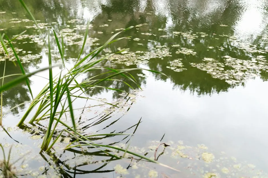 Process Options: MBR, Packaged A/O, Constructed Wetlands, and Septic-Cluster